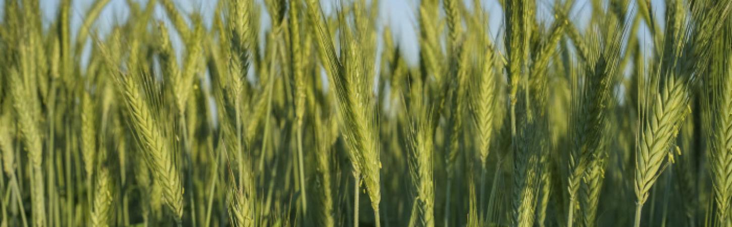Tout savoir sur les pailles végétales