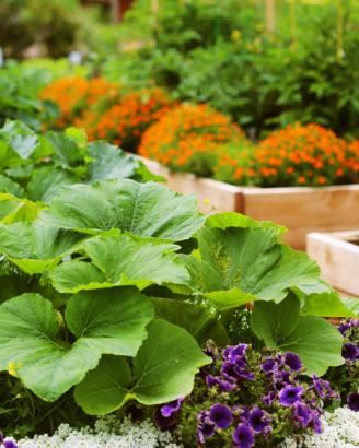 Se Débarrasser Des Pucerons Sur Les Plantes Naturellement Comment Se Debarrasser Naturellement Des Pucerons Legumiz Bonduelle